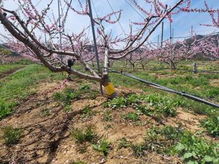 해찬들농원님의 복숭아 · 영농일지 작성글 사진