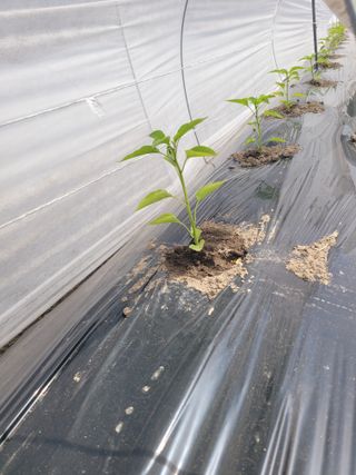 김선순(공룡자색마)님의 기타작물 · 영농일지 작성글 사진