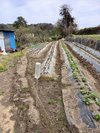 포도15320님의 기타작물 · 영농일지 작성글 사진