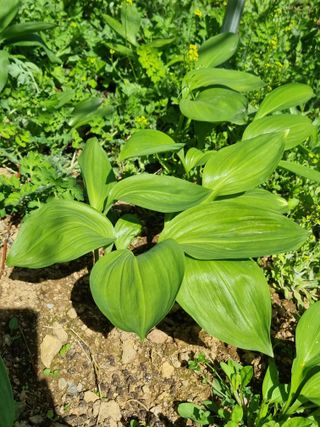 심기섭님의 마늘 · 영농일지 작성글 사진