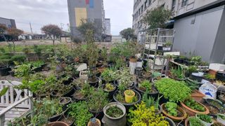 최강K님의 기타작물 · 영농일지 작성글 사진