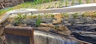 강연수님의 벼 · 영농일지 작성글 사진