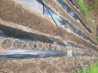 김선순(공룡자색마)님의 기타작물 · 영농일지 작성글 사진