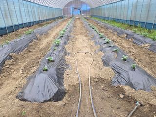 윤자용11대임후회장님의 배추 · 영농일지 작성글 사진