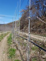 의성,군위 나상덕님의 작성글 사진