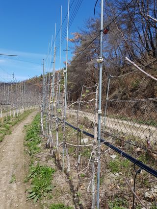 의성,군위 나상덕님의 기타작물 · 영농일지 작성글 사진