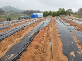 이용찬 열매마농원님의 기타작물 · 영농일지 작성글 사진