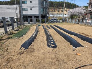 뚜벅이님의 기타작물 · 영농일지 작성글 사진