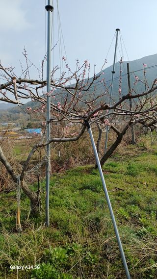 박원용님의 복숭아 · 영농일지 작성글 사진