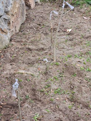 김해열님의 기타작물 · 영농일지 작성글 사진