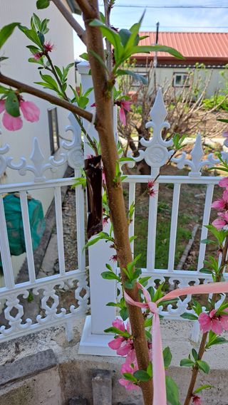 주윤발이님의 복숭아 · 영농일지 작성글 사진