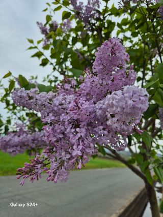 진문거사님의 기타작물 · 영농일지 작성글 사진