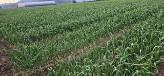 道泉님의 마늘 · 영농일지 작성글 사진