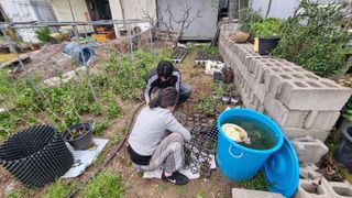 최강K님의 기타작물 · 영농일지 작성글 사진