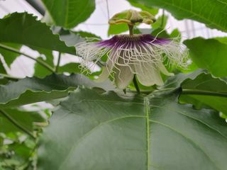 고흥백향과농장님의 기타작물 · 영농일지 작성글 사진