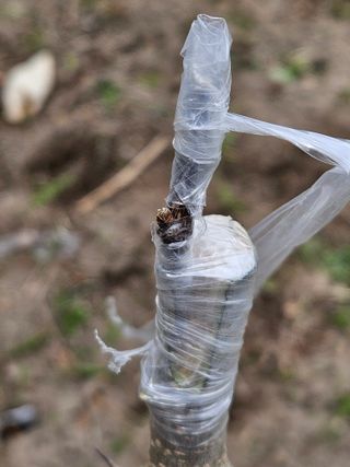 김해열님의 기타작물 · 영농일지 작성글 사진