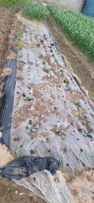 道泉님의 기타작물 · 영농일지 작성글 사진