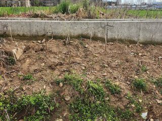 김진영님님의 콩 · 영농일지 작성글 사진