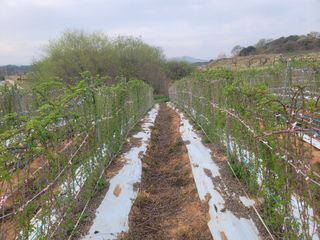 이용찬 열매마농원님의 기타작물 · 영농일지 작성글 사진