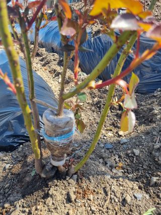 김용대님의 기타작물 · 영농일지 작성글 사진