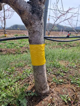 해찬들농원님의 복숭아 · 영농일지 작성글 사진