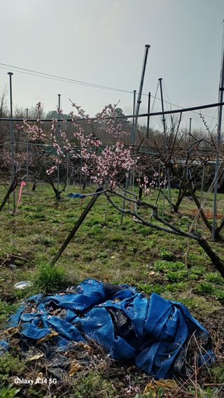 박원용님의 복숭아 · 영농일지 작성글 사진