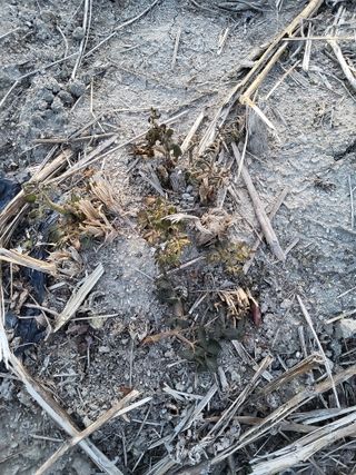 김종덕님의 두릅 · 영농일지 작성글 사진