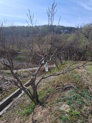 이병찬님의 자두 · 영농일지 작성글 사진