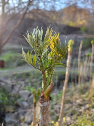 윤자용11대임후회장님의 배추 · 영농일지 작성글 사진