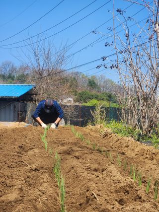 권병☆님의 파 · 영농일지 작성글 사진