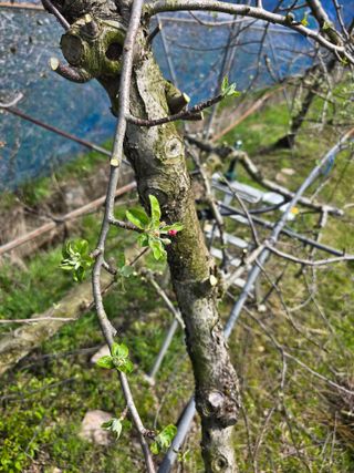 운치농장님의 사과 · 영농일지 작성글 사진