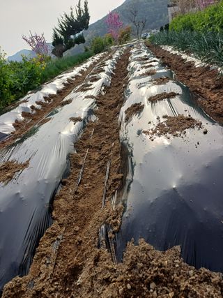 신 난다님의 기타작물 · 영농일지 작성글 사진