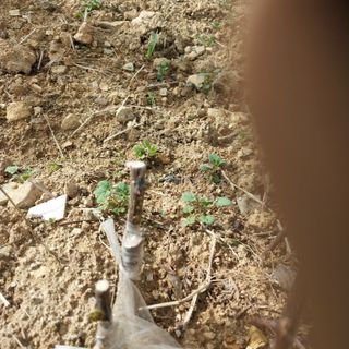 섬진강님의 기타작물 · 영농일지 작성글 사진