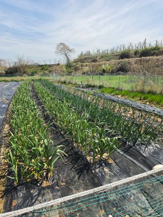 양파12861님의 마늘 · 영농일지 작성글 사진