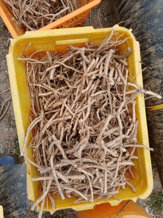 거창두릅농원김성희님의 작성글 사진