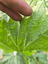 팜모닝 기타작물·영농일지 게시글 이미지