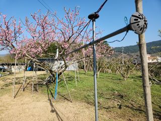 키다리님의 사과 · 영농일지 작성글 사진