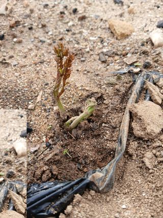 거창두릅농원김성희님의 두릅 · 영농일지 작성글 사진