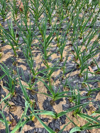 임재현님의 마늘 · 영농일지 작성글 사진