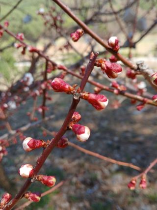 인생은 소풍처럼~님의 기타작물 · 영농일지 작성글 사진