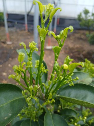 라이온3241님의 귤 · 영농일지 작성글 사진