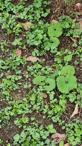 권혁렬님의 상추 · 영농일지 작성글 사진