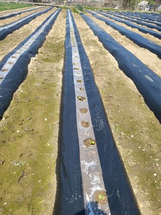 전선경님의 기타작물 · 영농일지 작성글 사진