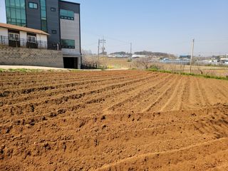 로만아빠님의 감자 · 영농일지 작성글 사진