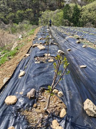 텃밭농사초보님의 고추 · 영농일지 작성글 사진