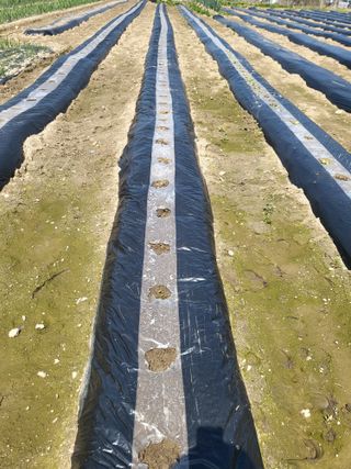 전선경님의 기타작물 · 영농일지 작성글 사진