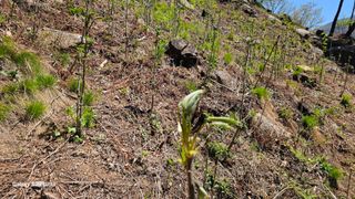 염봉섭님의 기타작물 · 영농일지 작성글 사진
