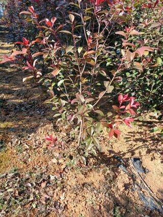 김윤철님의 기타작물 · 영농일지 작성글 사진