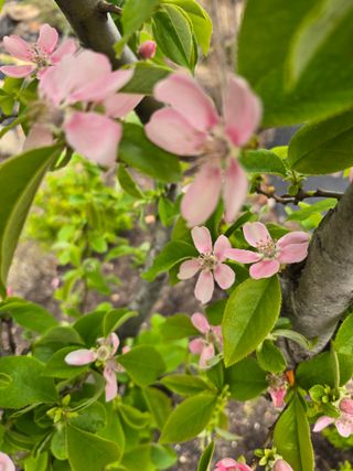 김영순님의 기타작물 · 영농일지 작성글 사진