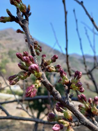인생은 소풍처럼~님의 기타작물 · 영농일지 작성글 사진